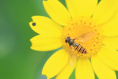 Close-up of insect on yellow flower