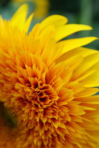 Close-up of yellow flower