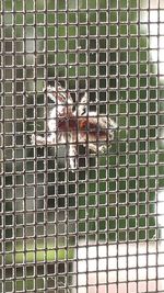 Close-up of bird in cage