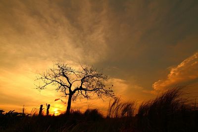 Silhouette of trees at sunset