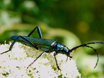 Close-up of insect on leaf