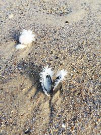 High angle view of bird on sand