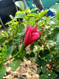 Close-up of pink hibiscus blooming outdoors