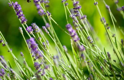 Close up of purple flowers blooming in field