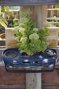 Close-up of potted plant