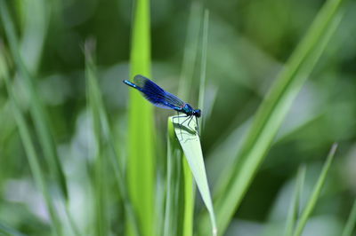 Close-up of insect on grass