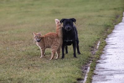 Portrait of a dog on field