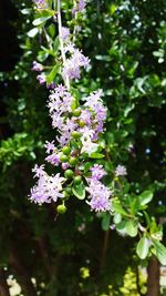 Close-up of purple flowers