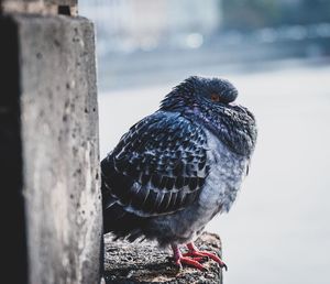 Close-up of bird perching on wooden post