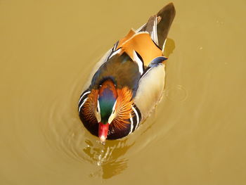 High angle view of  mandarin duck swimming in lake