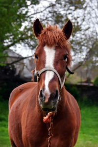 Portrait of horse in ranch