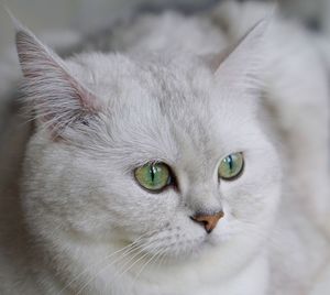 Close-up portrait of cat