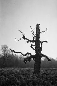 Bare tree against sky