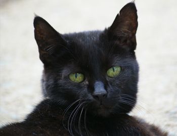 Portrait of black cat