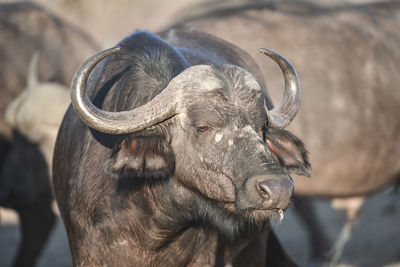 Close-up of a horse