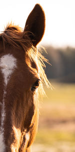 Close-up of horse on field