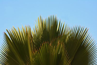 Close-up of palm tree against clear blue sky