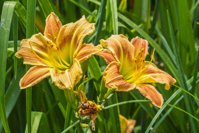 plant
