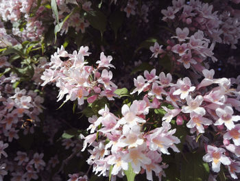 Close-up of pink flowers