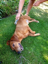 High angle view of a dog on field