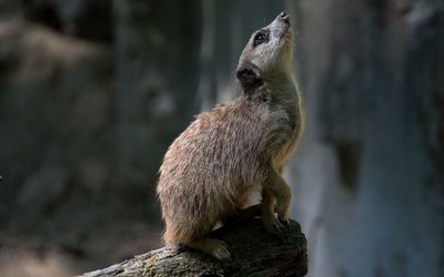 Squirrel standing on tree trunk