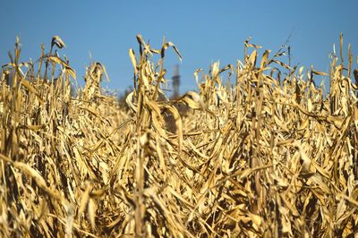 Rows of corn in rural america