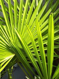 Close-up of palm leaf