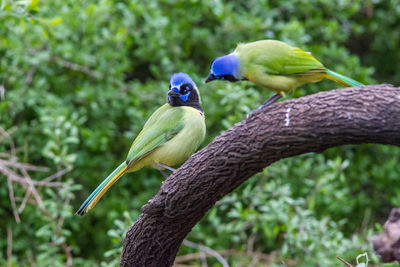 Bird perching on tree