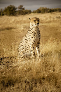 View of a cat sitting on land