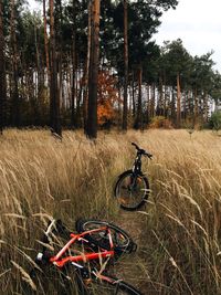 Bicycle on field in forest
