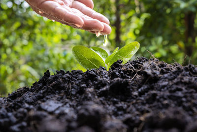 Close-up of hand holding plant