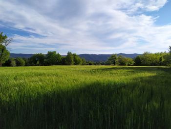 Scenic view of agricultural field against sky