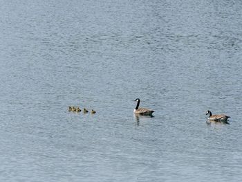 High angle view of ducks swimming in lake