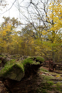Trees in park