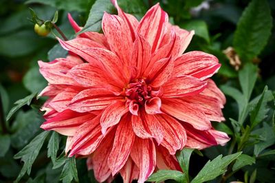 Close-up of red flower