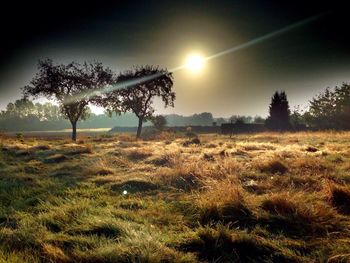 Trees on field against sky