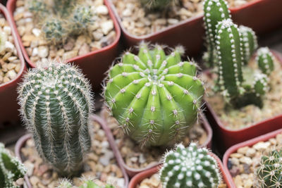 High angle view of succulent plant