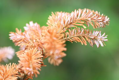Close-up of wilted flowers