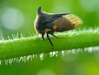 Close-up of insect perching on leaf