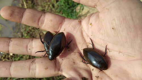 Close-up of hand holding insect