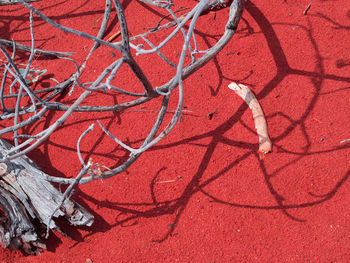 High angle view of bare tree against red sand.