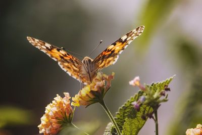 Close-up of butterfly on flower