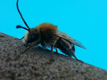 Close-up of bee