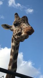 giraffe