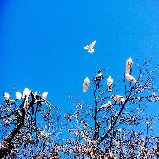 blue, clear sky, low angle view, branch, bird, tree, copy space, nature, growth, beauty in nature, animal themes, flying, wildlife, animals in the wild, day, flower, outdoors, bare tree, no people, high section