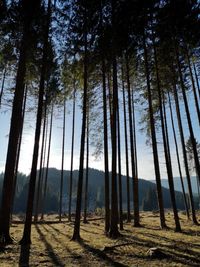 Dolomitic forest sunset