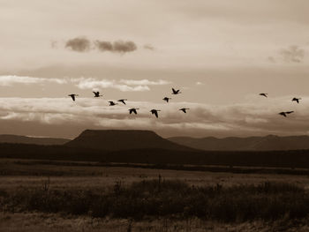 Flock of birds flying over landscape against sky