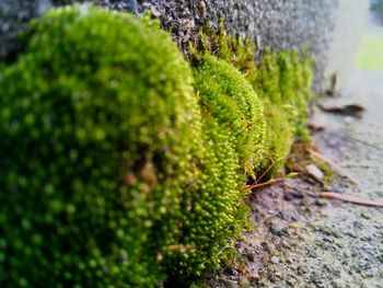 Close-up of plant