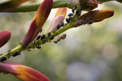 Close-up of red flower buds