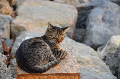 Cat sitting on rock